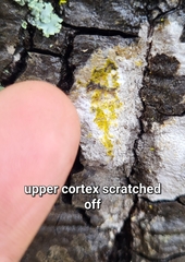 Pachnolepia pruinata