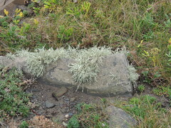Ramalina siliquosa