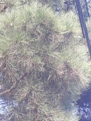 Pinus brutia eldarica