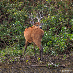 Blastocerus dichotomus