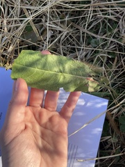 Triosteum perfoliatum