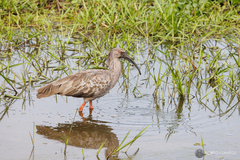 Theristicus caerulescens