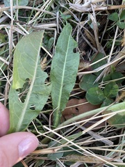 Triosteum perfoliatum