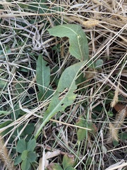 Triosteum perfoliatum
