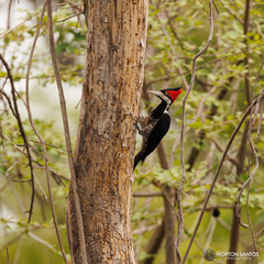Campephilus melanoleucos