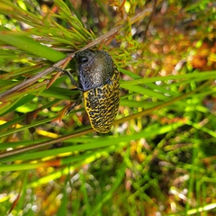 Stigmodera macularia