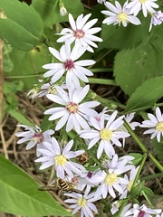 Symphyotrichum cordifolium