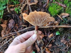 Armillaria nabsnona