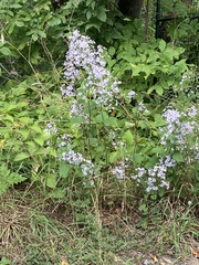 Symphyotrichum cordifolium