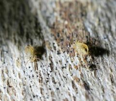 Dicyrtomina