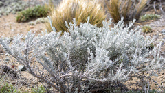 Senecio patagonicus