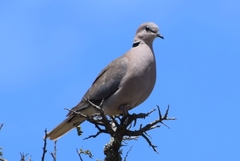 Streptopelia capicola