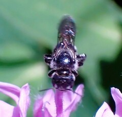 Osmiini