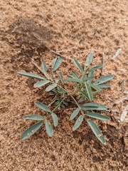 Dalea cylindriceps