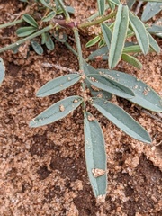 Dalea cylindriceps