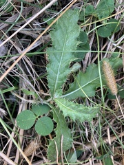 Cirsium pumilum