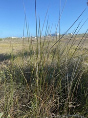 Sporobolus alterniflorus