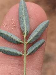 Dalea cylindriceps