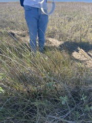 Sporobolus alterniflorus