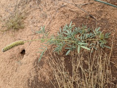 Dalea cylindriceps