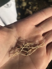 Corallina officinalis