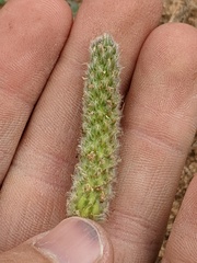 Dalea cylindriceps