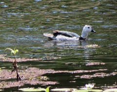 Nettapus coromandelianus