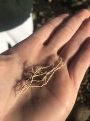 Corallina officinalis