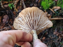 Armillaria nabsnona