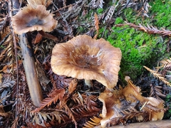 Armillaria nabsnona