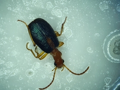 Brachinus sclopeta
