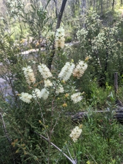 Melaleuca squarrosa
