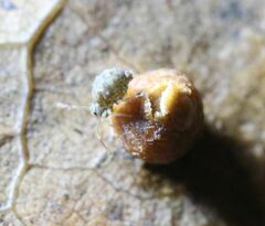 Dicyrtomina
