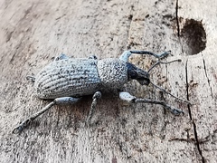 Geonemus flabellipes