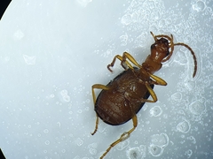 Brachinus sclopeta