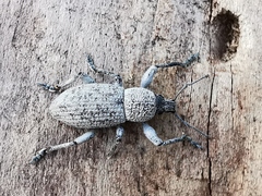 Geonemus flabellipes