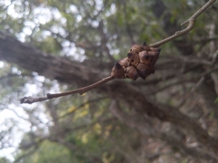 Disholcaspis pattersoni