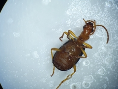 Brachinus sclopeta