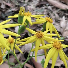 Senecio velleioides