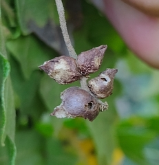 Andricus grossulariae