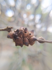 Disholcaspis pattersoni