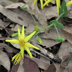 Senecio velleioides