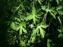 Geranium divaricatum