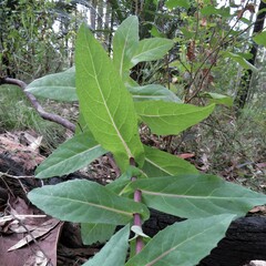 Senecio velleioides