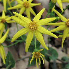 Senecio velleioides