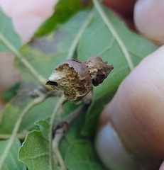 Andricus grossulariae