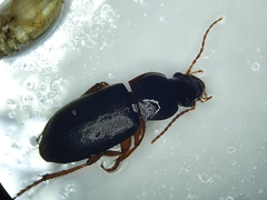Harpalina