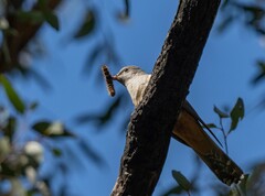Cacomantis variolosus