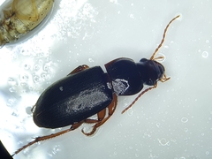 Harpalina