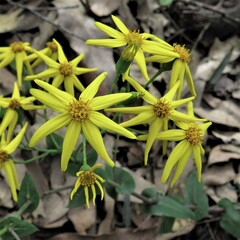 Senecio velleioides